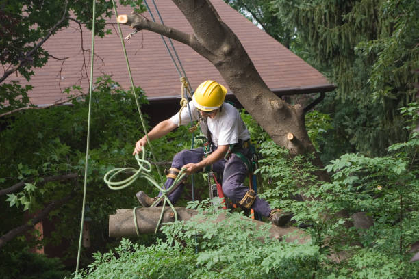 Willoughby, OH Tree Removal Services Company